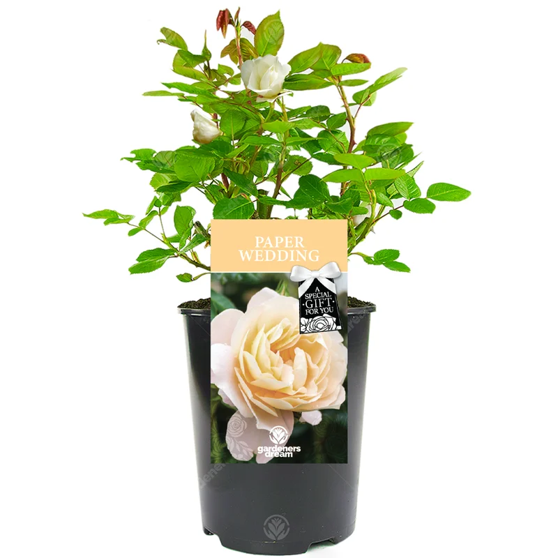 247plants3029363