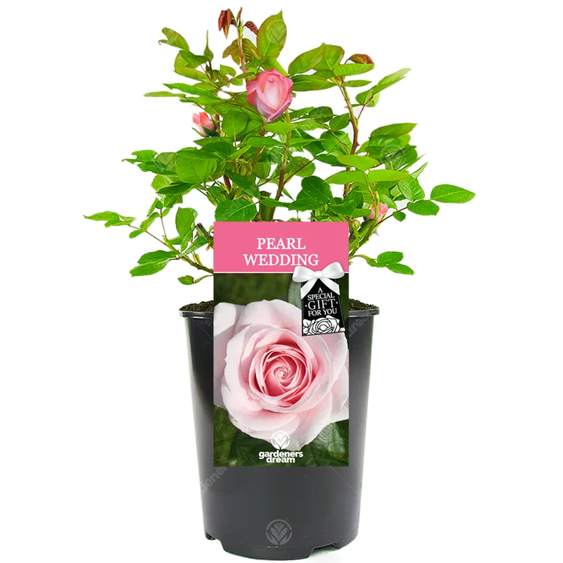 247plants3029389