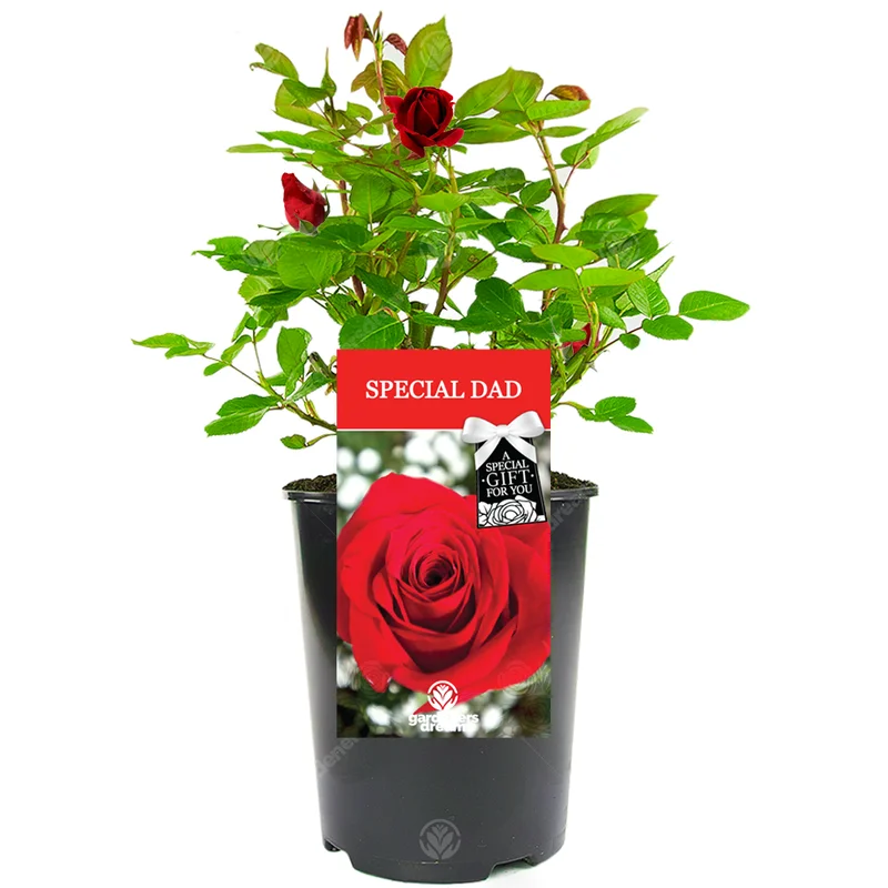247plants3029412
