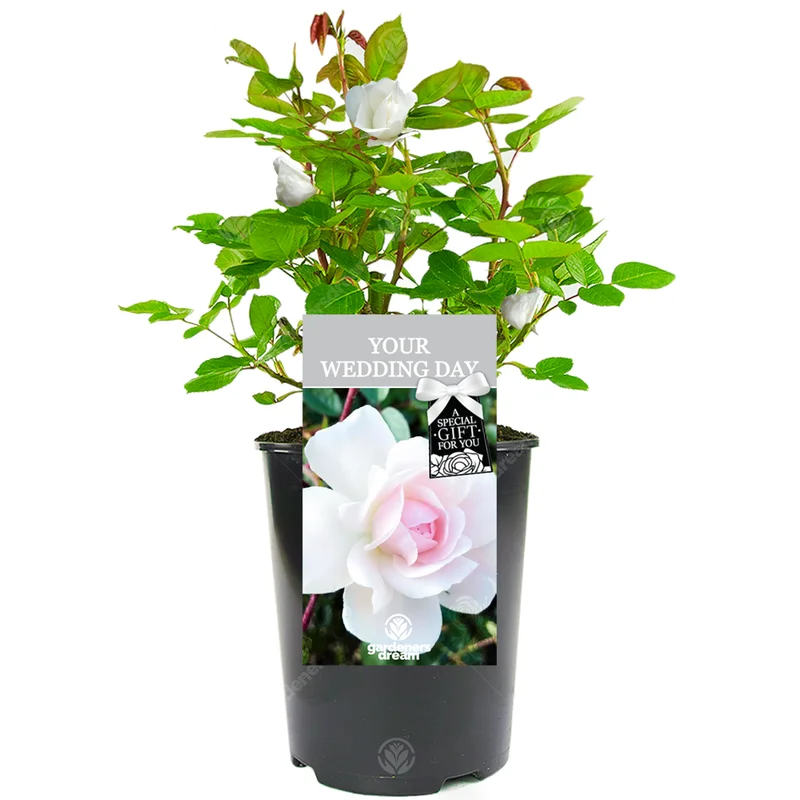 247plants3029447