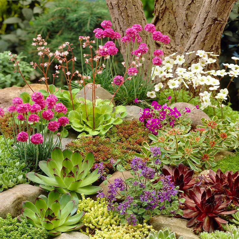 247plants3032006