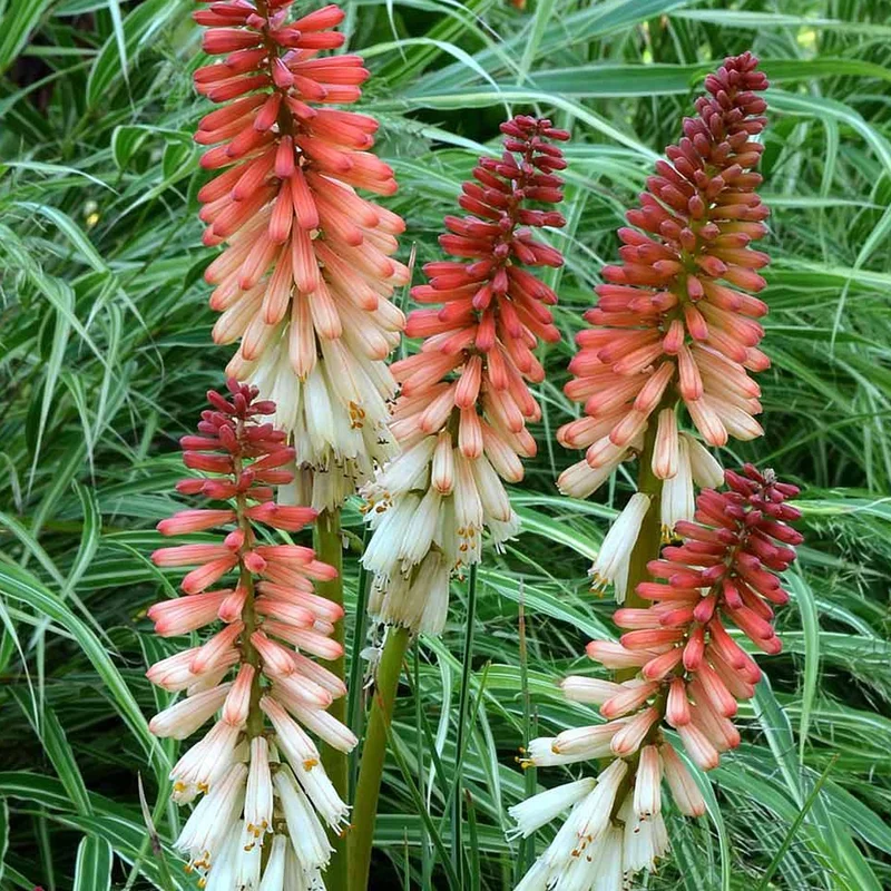 247plants3032103