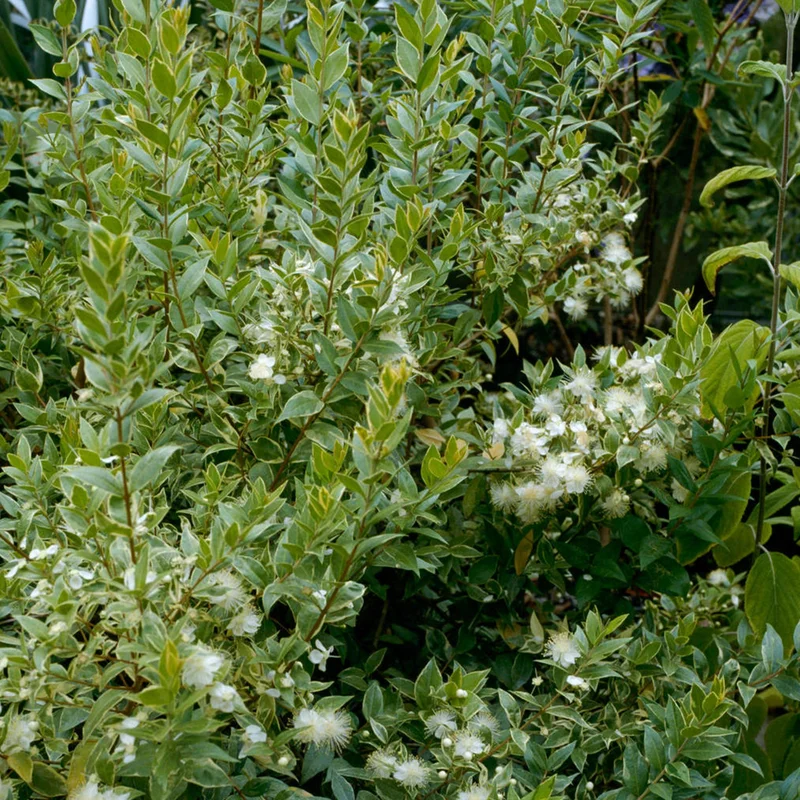 247plants3032280
