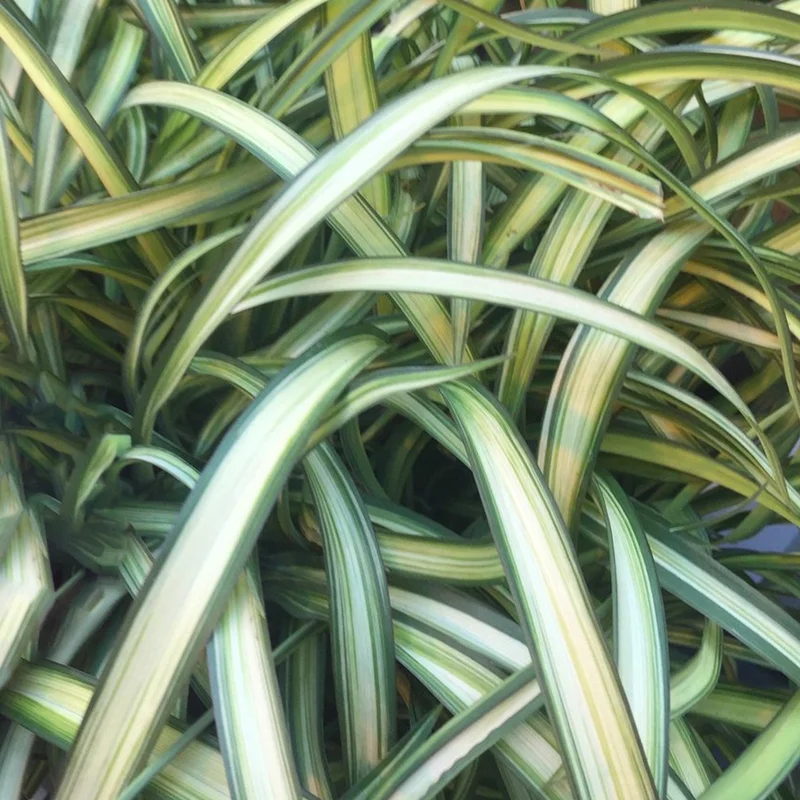 247plants3032486