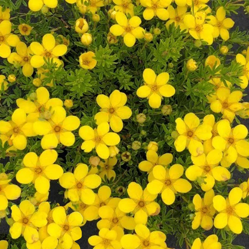 247plants3032574