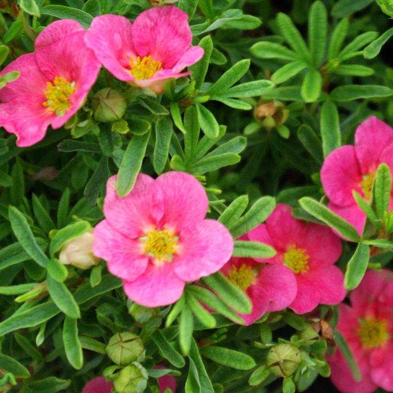 247plants3032631