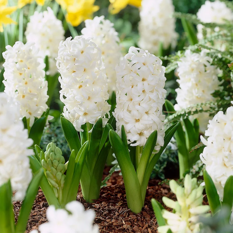 247plants3033220