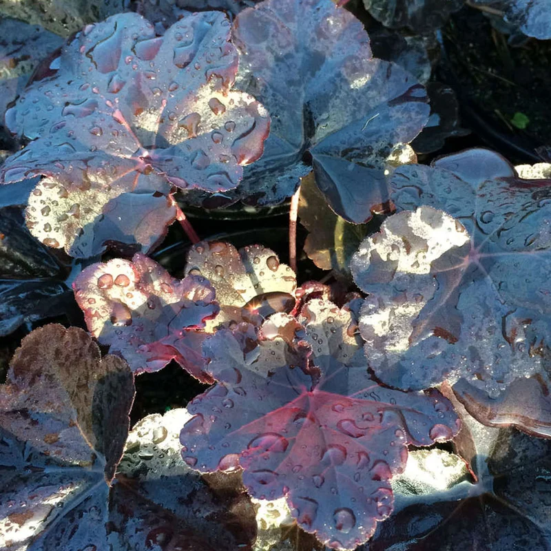 247plants3033929