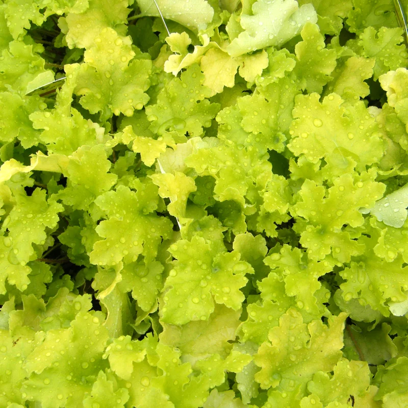 247plants3034159
