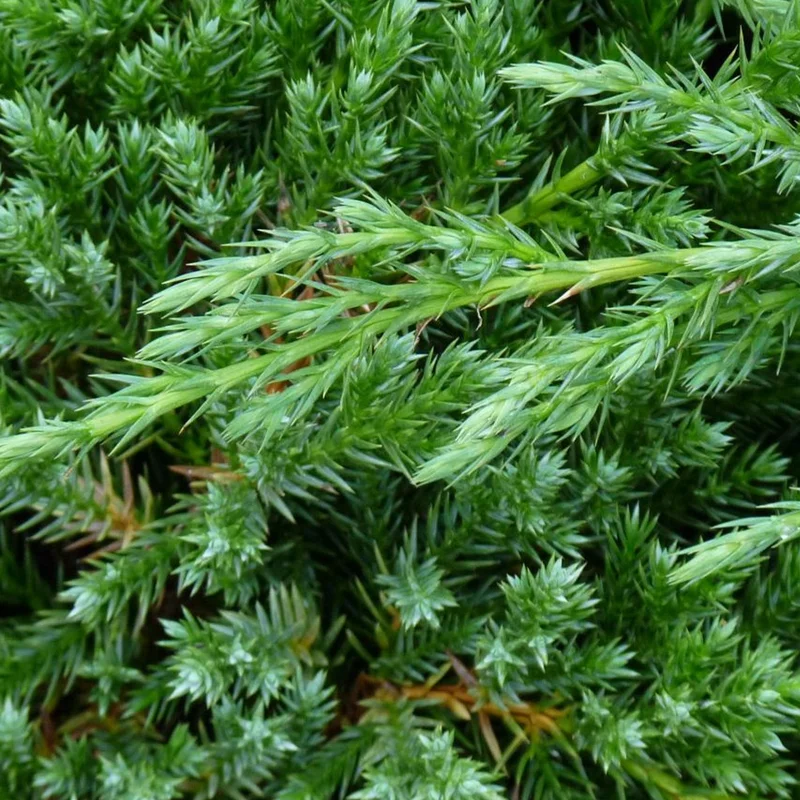 247plants3035286