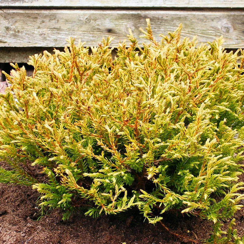 247plants3035467