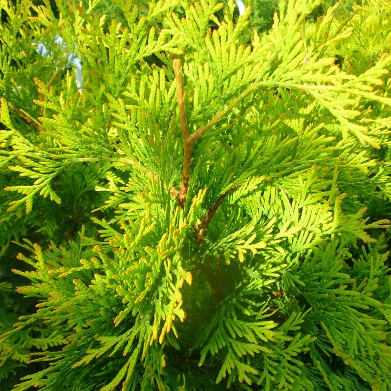 247plants3035508