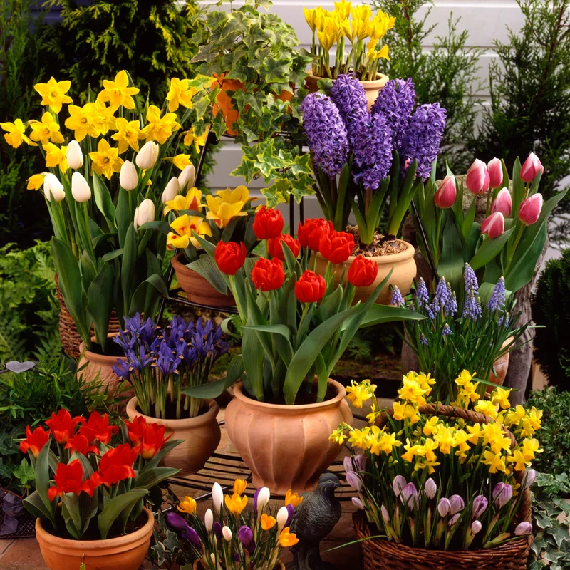 247plants3037542