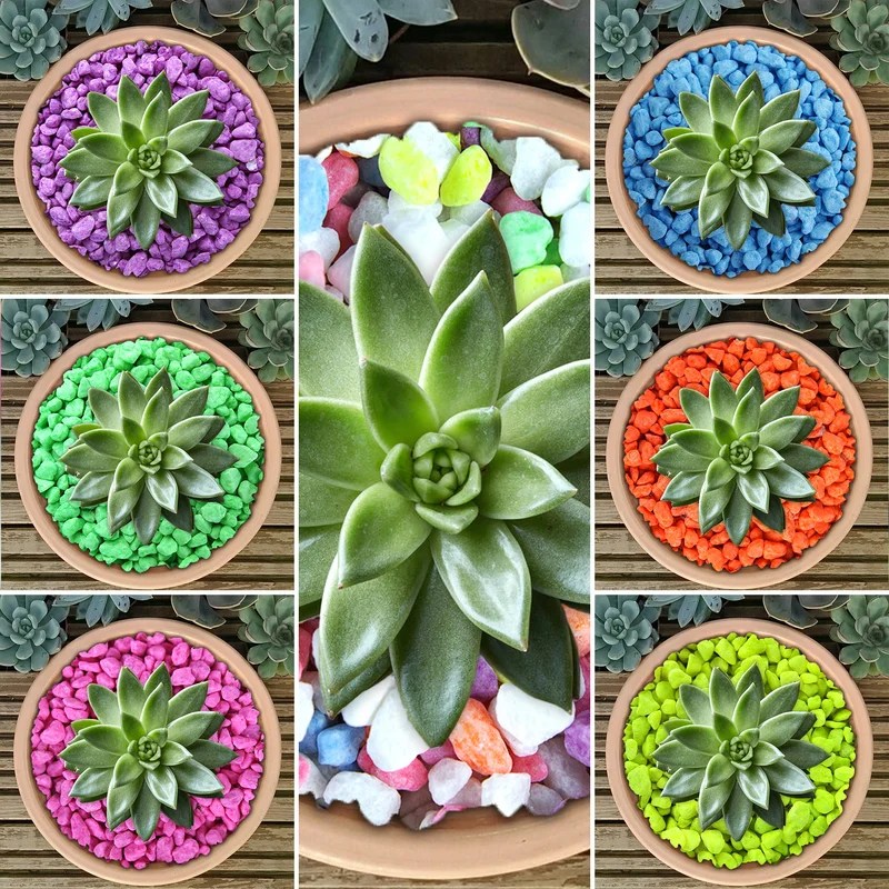 247plants3037698