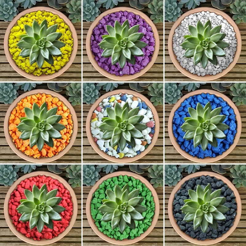 247plants3037756