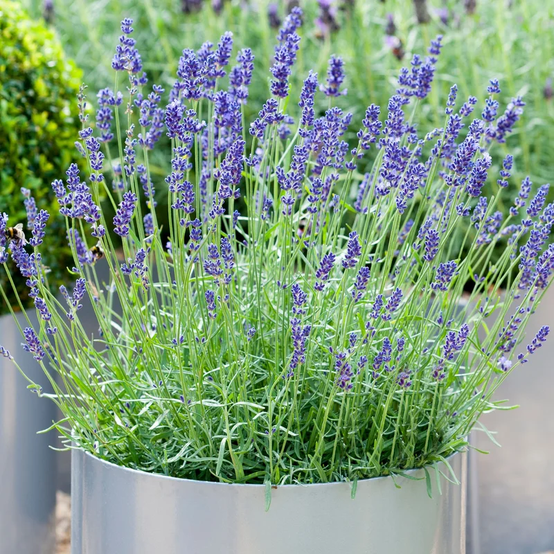 247plants3038151