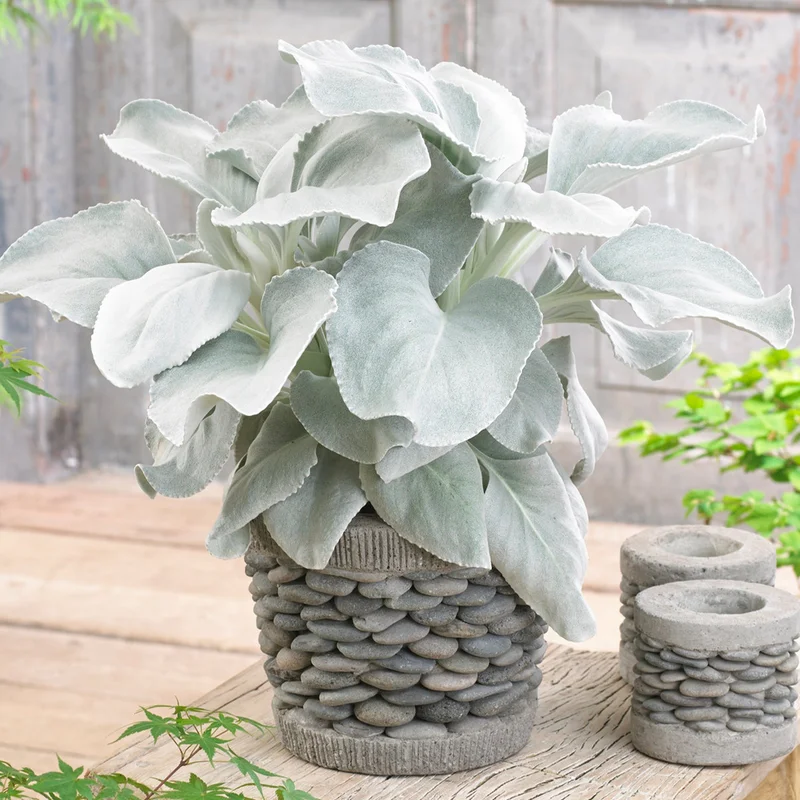247plants3038373