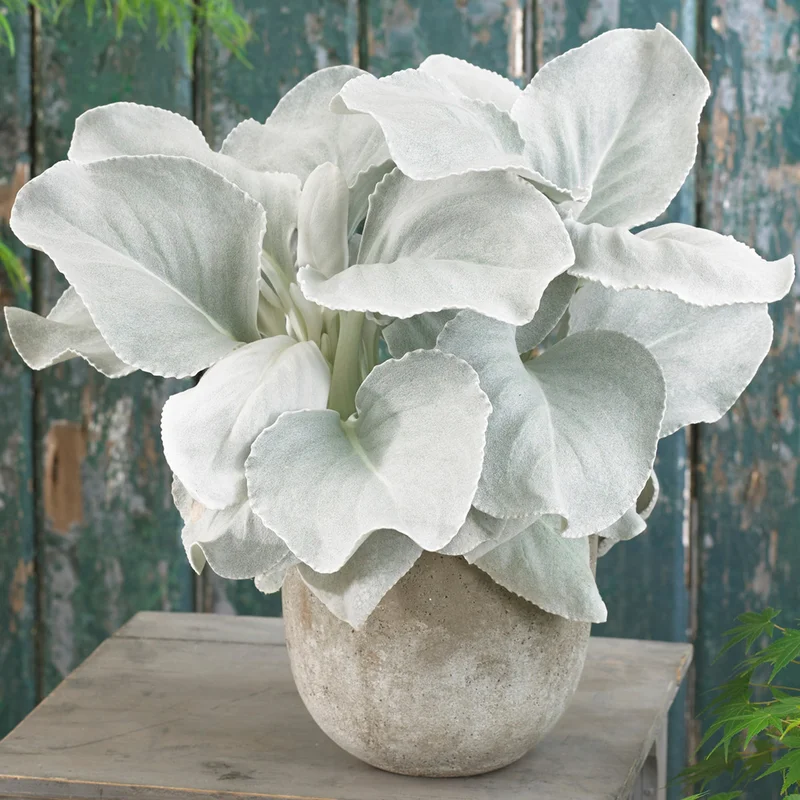 247plants3038468