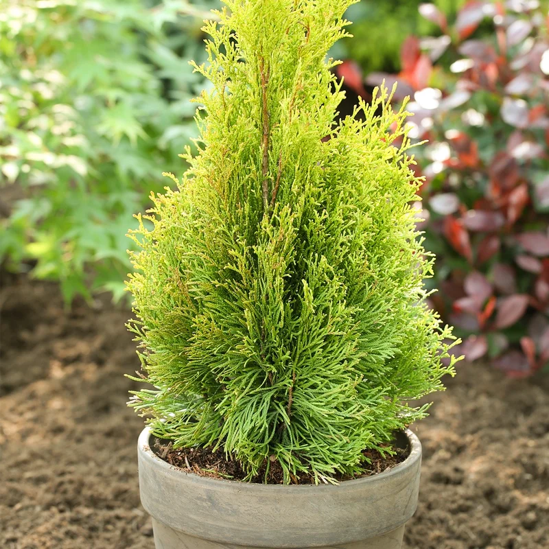 247plants3038731