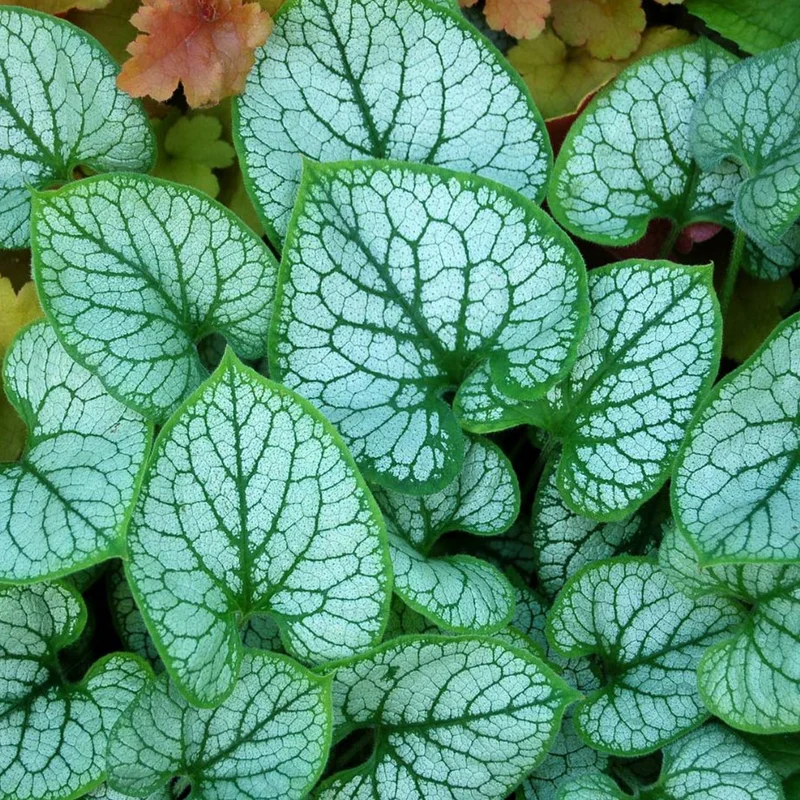 247plants3040733