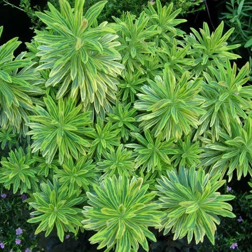 247plants3040746
