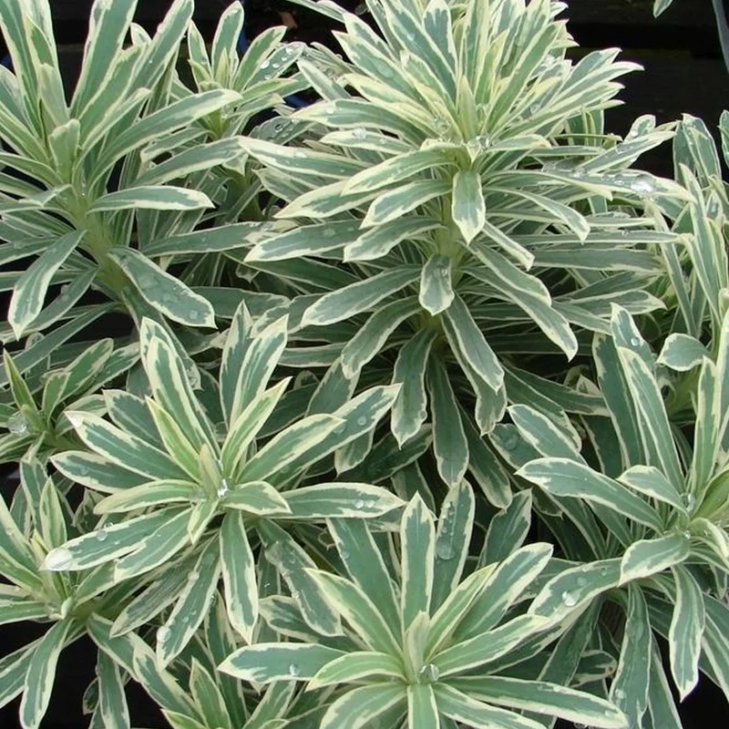 247plants3040806