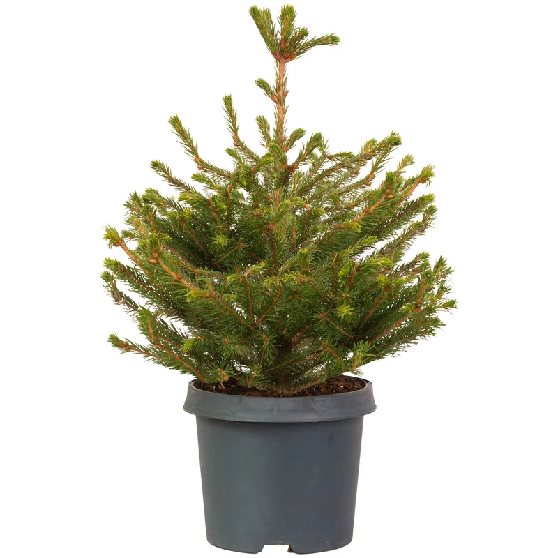247plants3040952