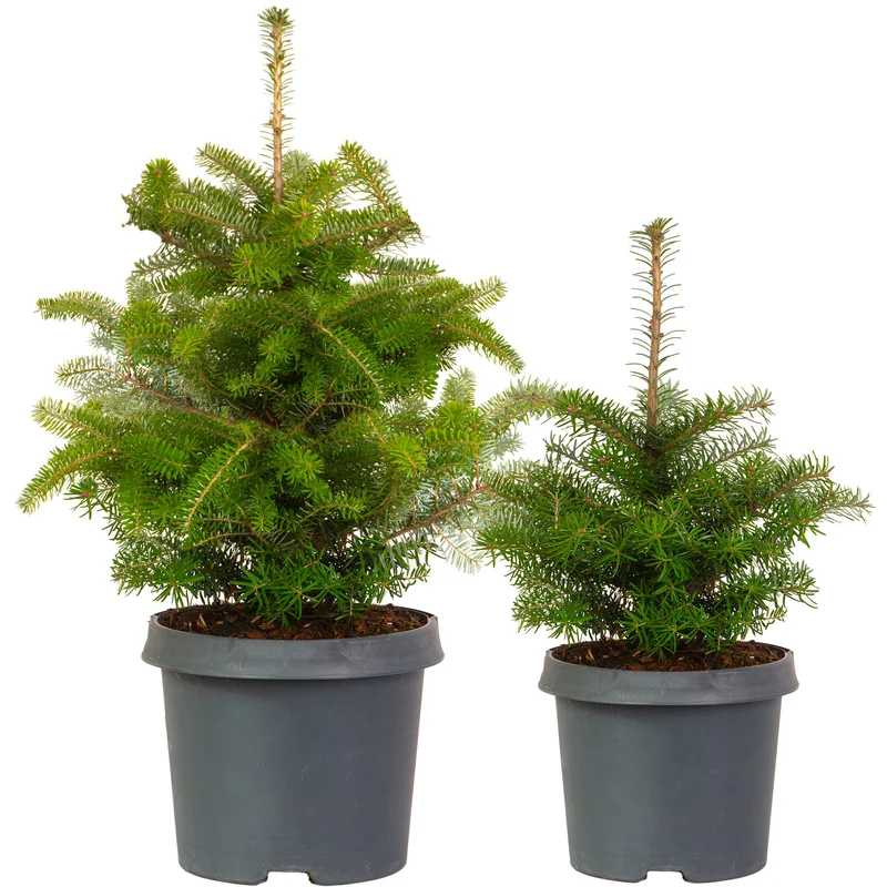 247plants3040989