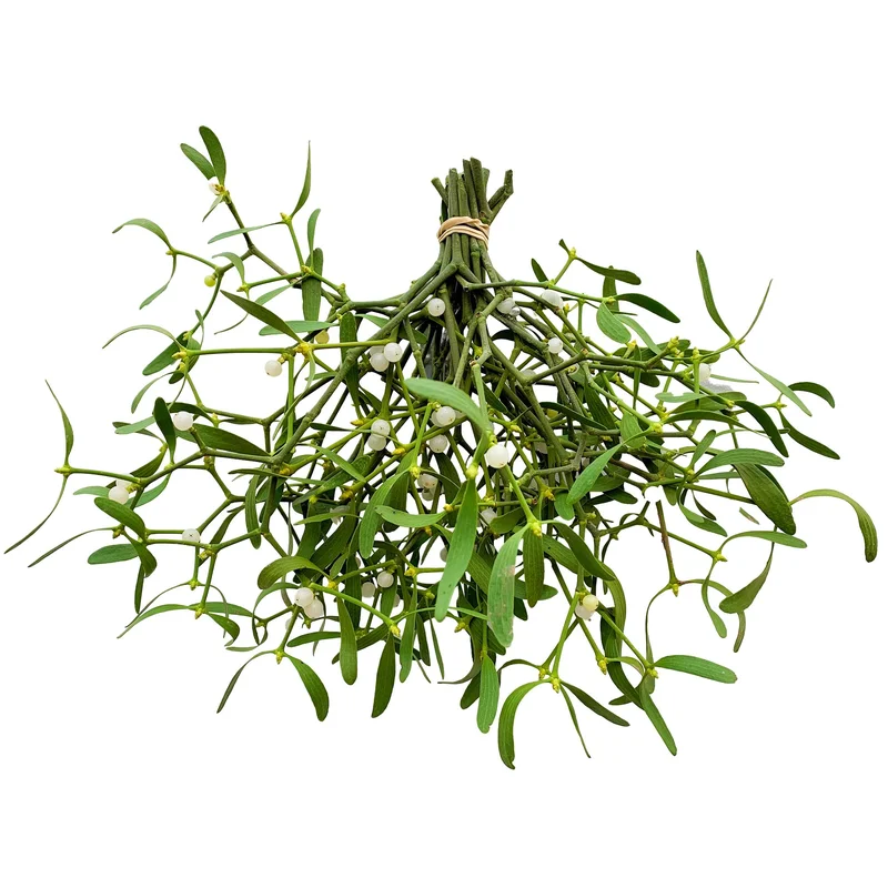 247plants3041025