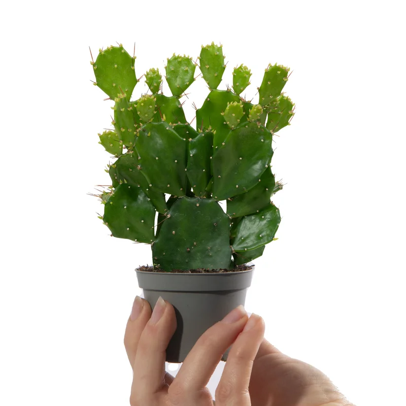 247plants3041159