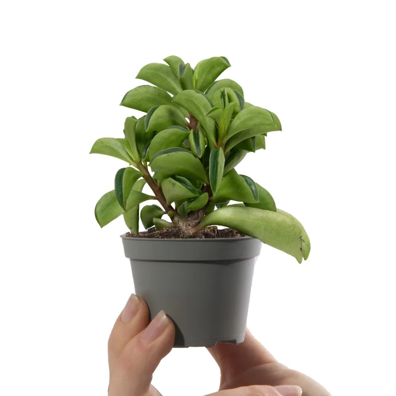 247plants3041178