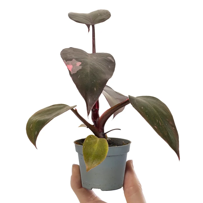 247plants3041253