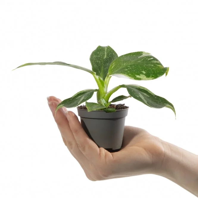 247plants3041271