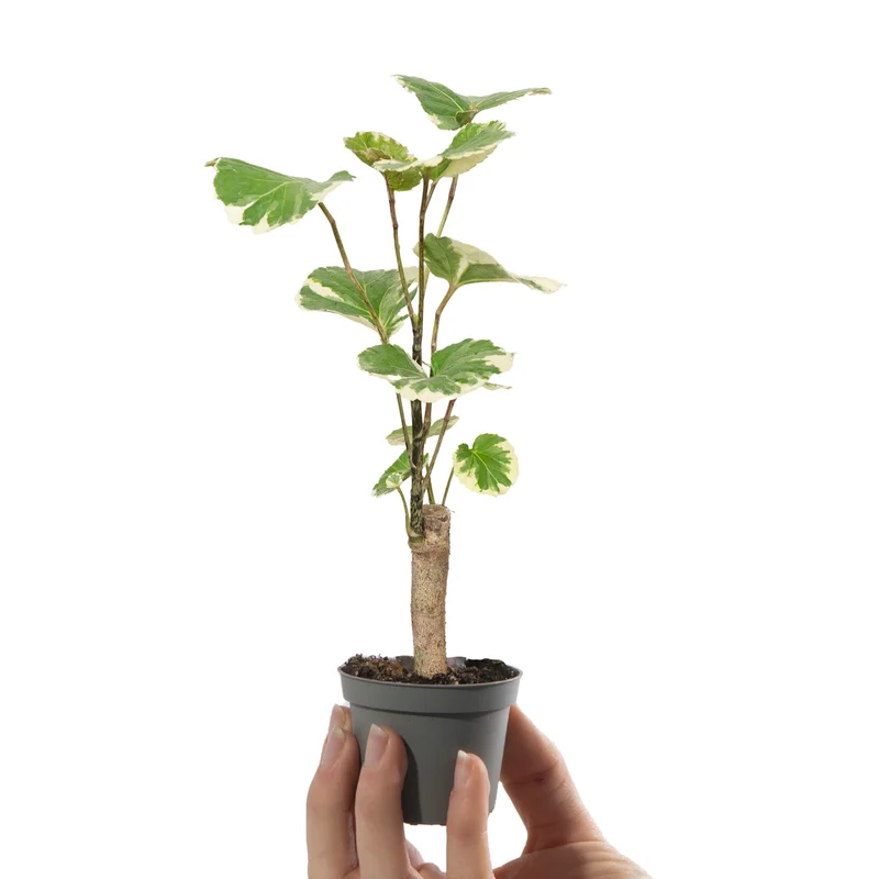 247plants3041307