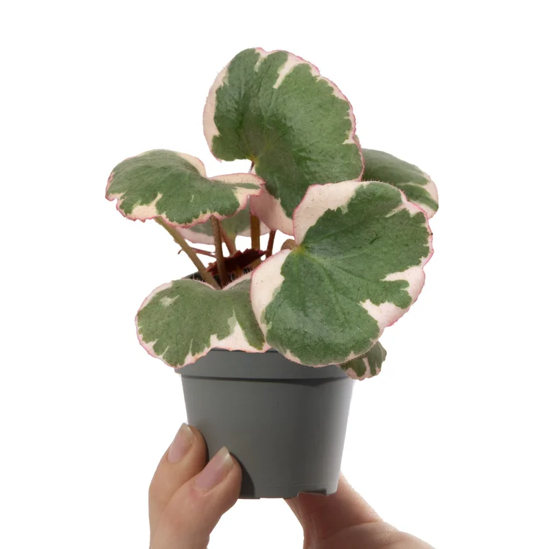 247plants3041335