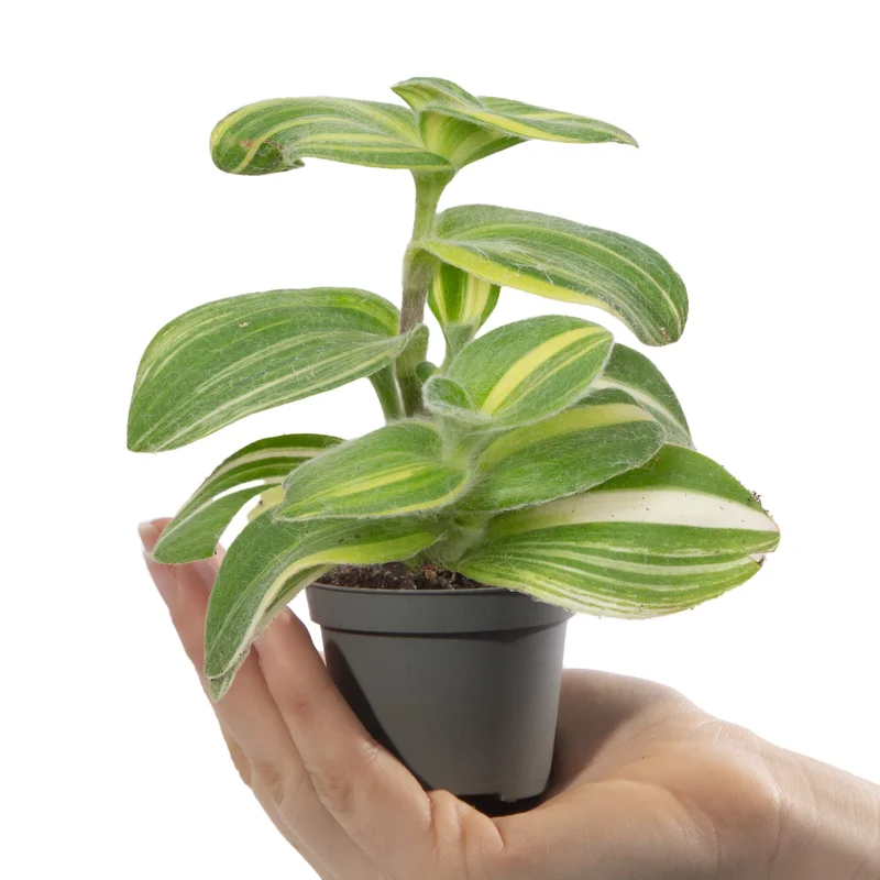 247plants3041356