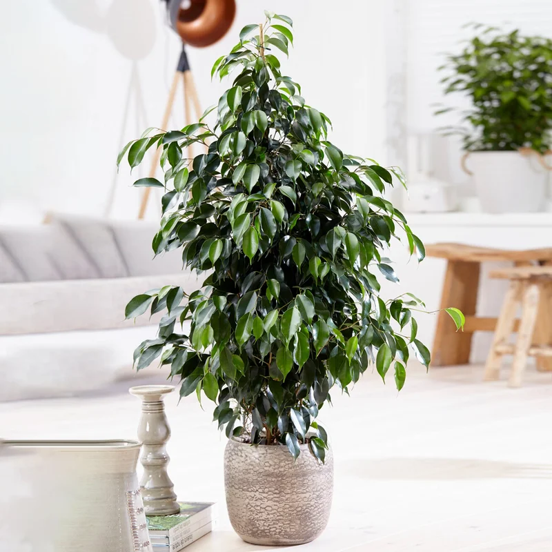 247plants3776332