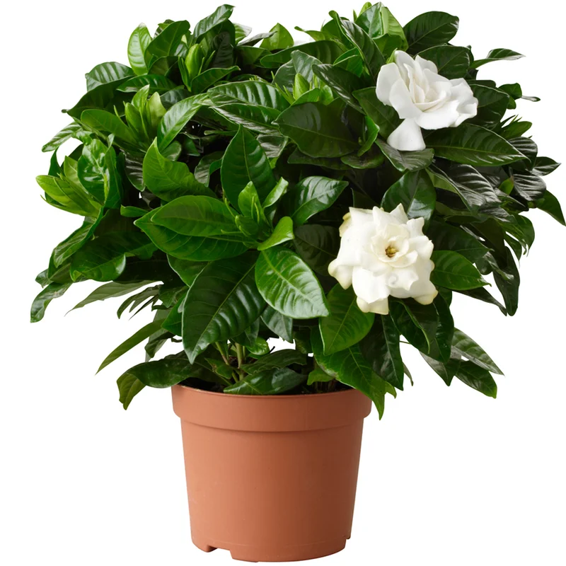 247plants3776361