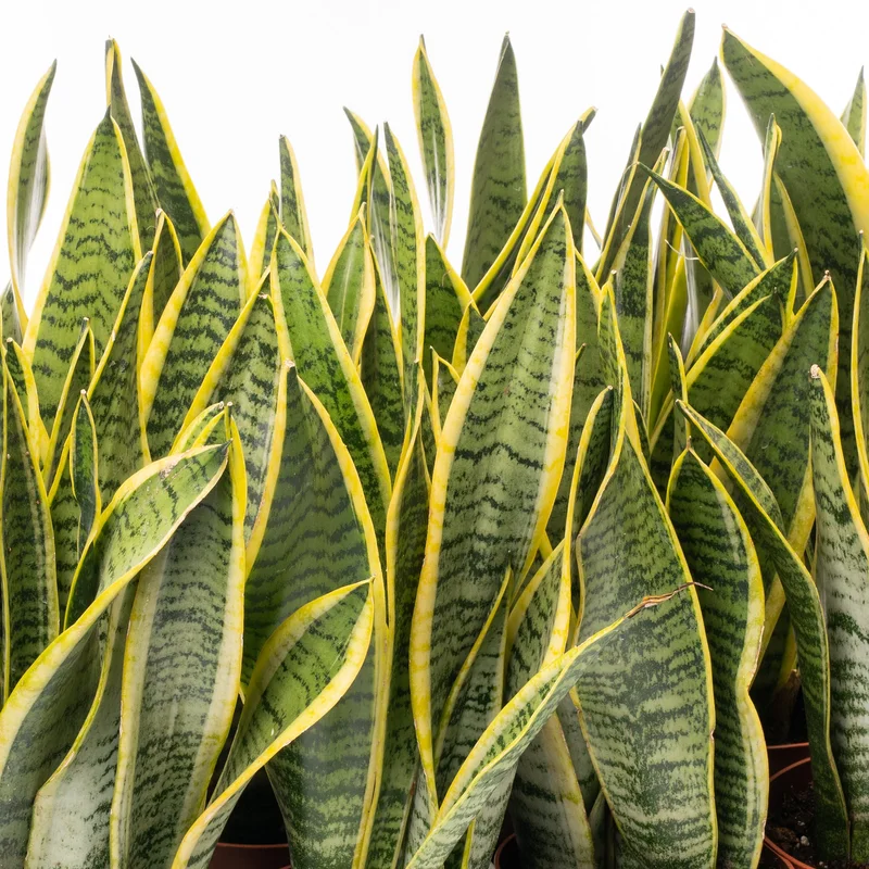 247plants3776414
