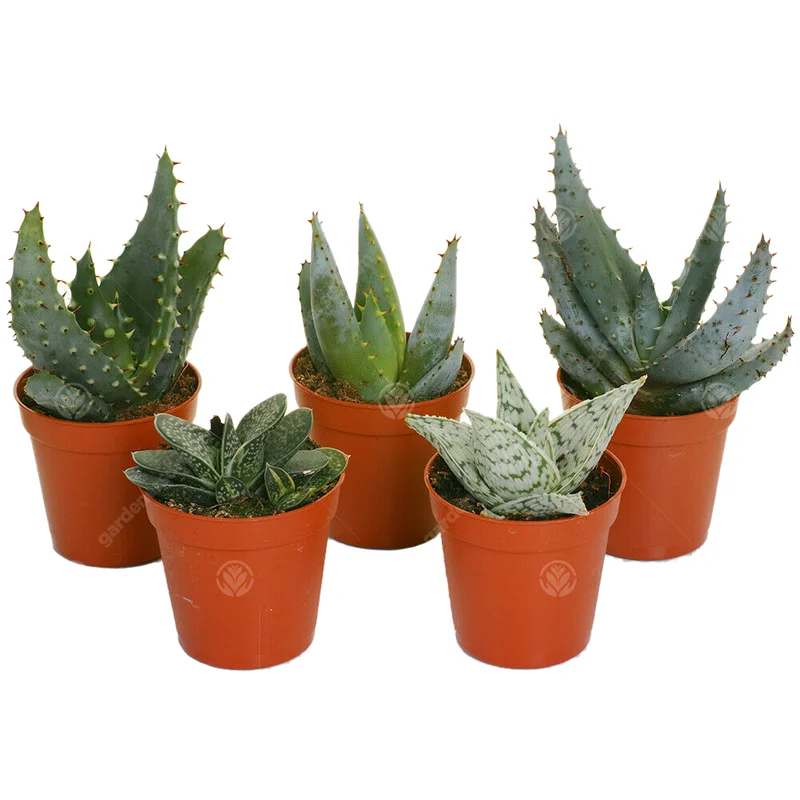 247plants3776456