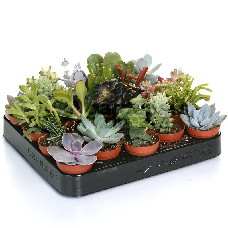 247plants3776533