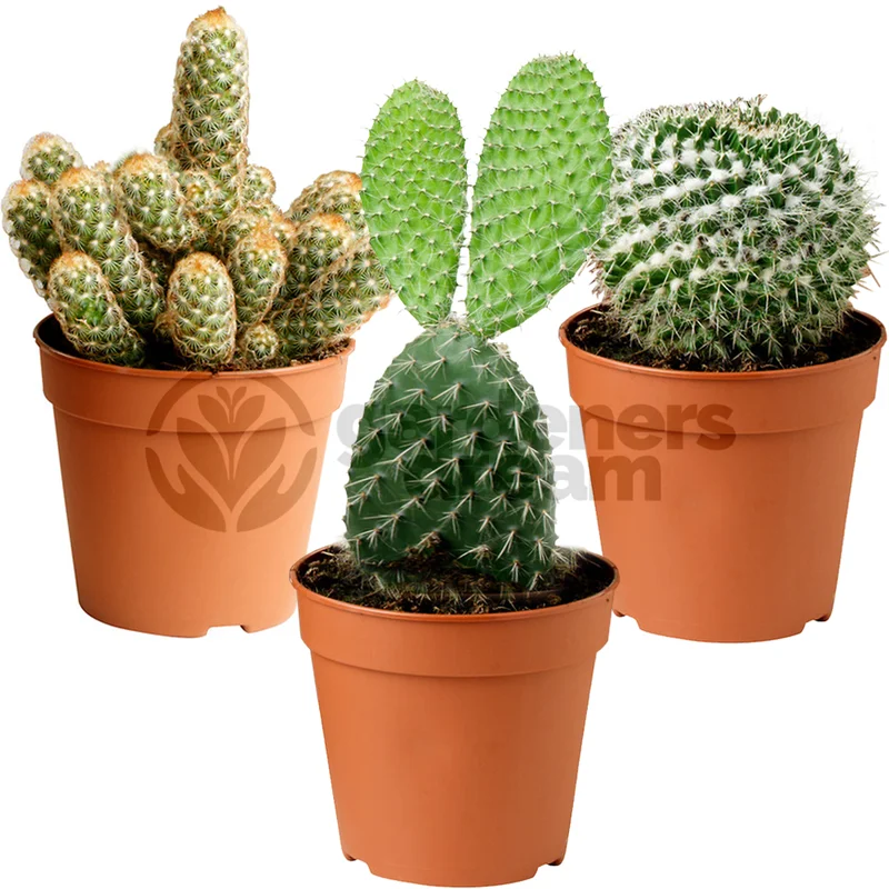 247plants3776611