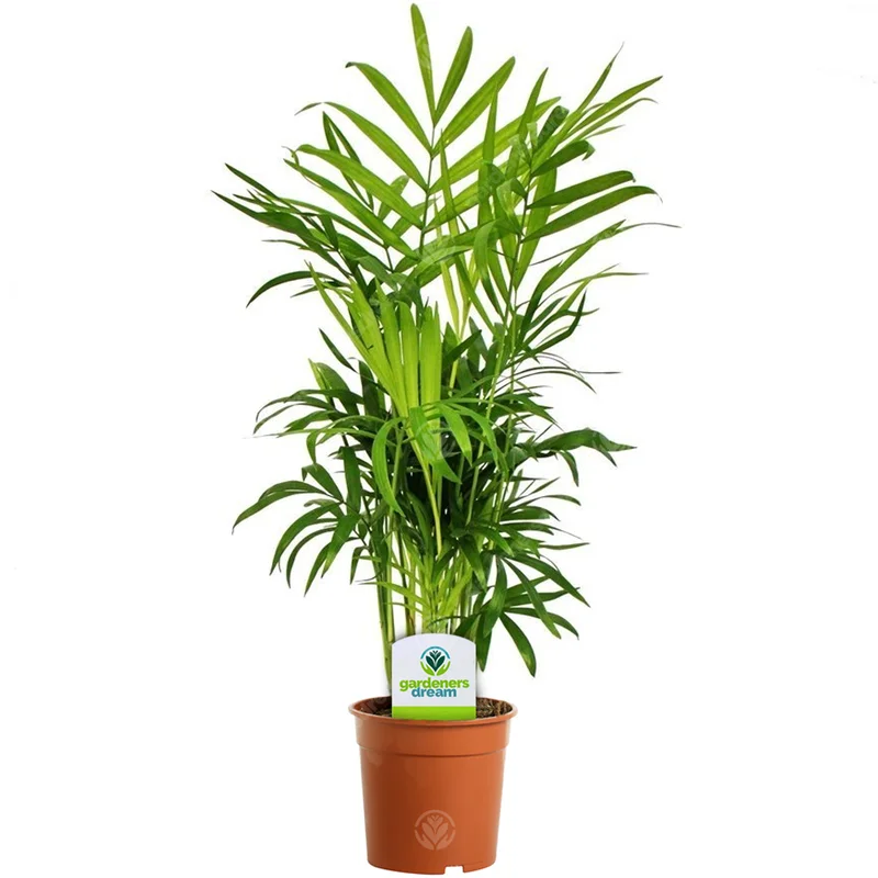 247plants3776716
