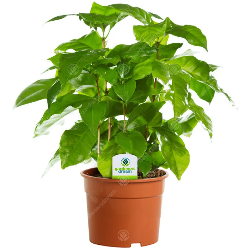 247plants3776780