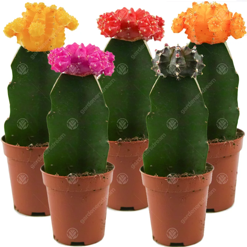 247plants3776889