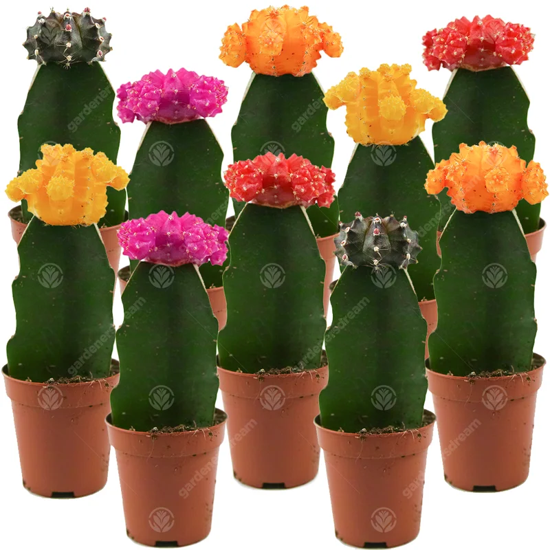247plants3776982