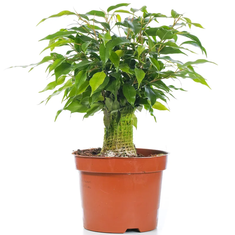 247plants3777014
