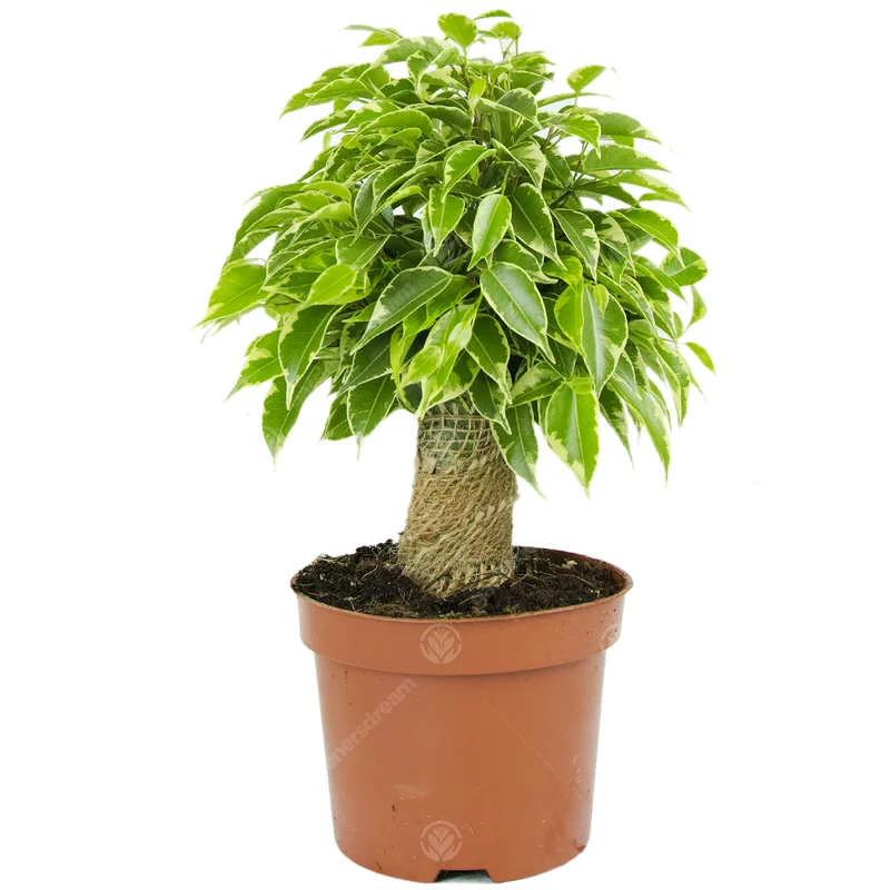 247plants3777085