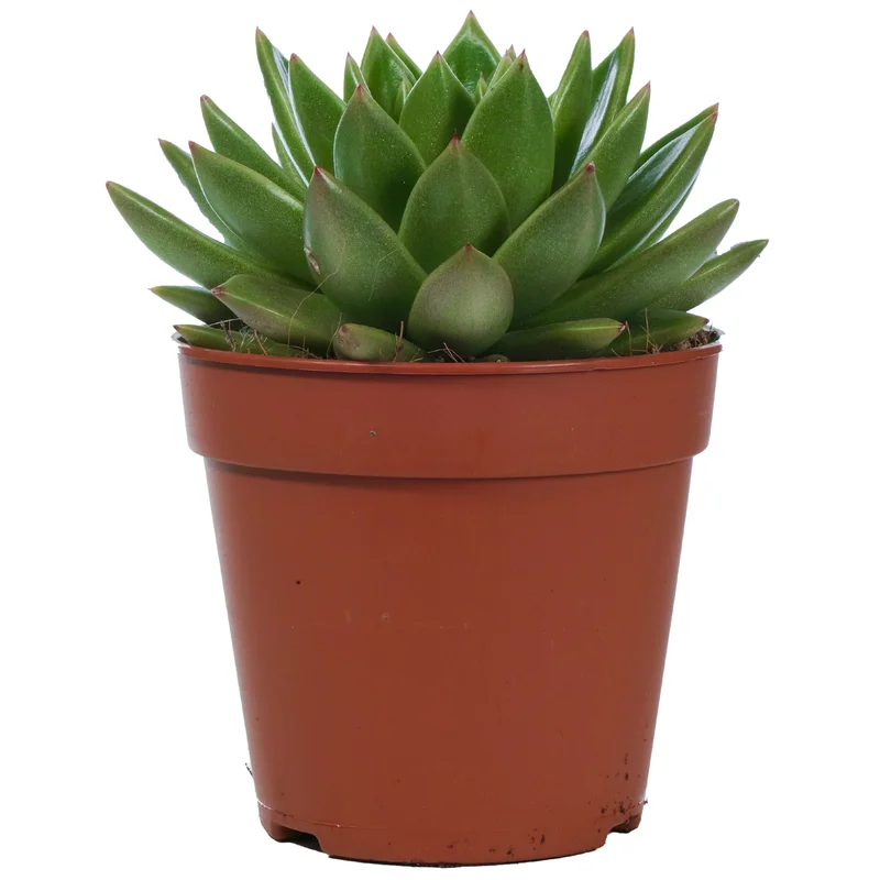 247plants3777207