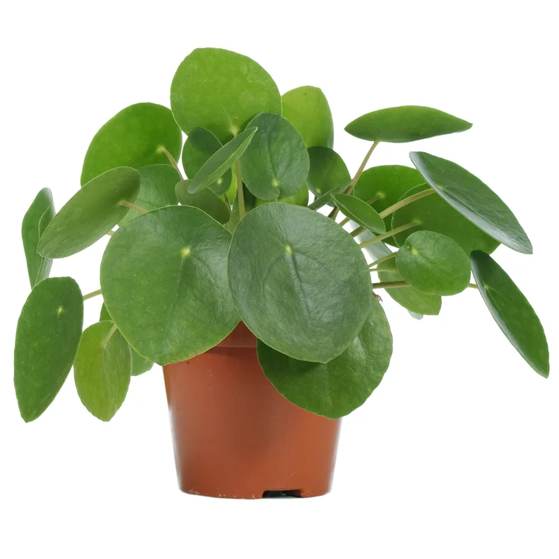 247plants3777234